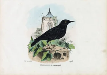 Gemeiner Star, 1863-79